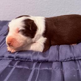 Freedom - Red tri-color female Australian Shepherd puppy in Harrah, Oklahoma from Kamm's Aussies