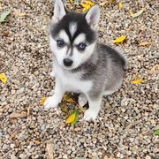Alaskan Klee Kai and Labrador Retriever Puppies from Family Friendly Labradors & Klee Kai