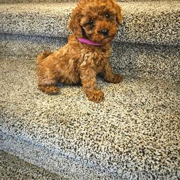 Aspen - Red  female Poodle puppy in Salt Lake City, Utah from Premier Paws