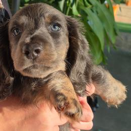 Elvis - Gray (blue) and cream male Dachshund puppy in Randolph, Texas from Spindle's Little Treasures
