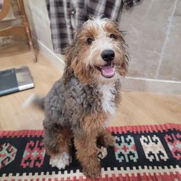 Wiggles - Bernedoodle