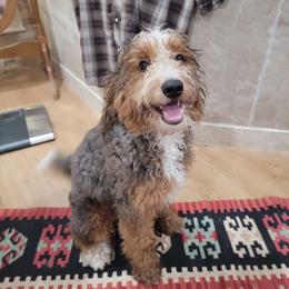 Wiggles - Bernedoodle