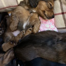 Dachshund Puppies from R&X Mini Dachshunds