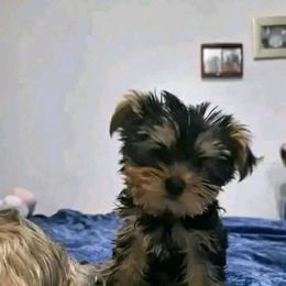 Princess BiBi charting 3-4 lb Russian parent - Black and gold Yorkshire Terrier puppy in Las Vegas, Nevada from Quality Poms and Yorkshire Terriers of Las vegas