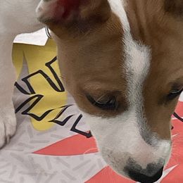 Albert - Red white and sable Rat Terrier puppy in Pahrump, Nevada from Jaynie Cavin