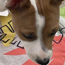 Albert - Red white and sable Rat Terrier puppy in Pahrump, Nevada from Jaynie Cavin