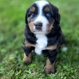 AUNT BEE - Black female Companion Cross puppy in Viking, Minnesota from Son Shine Farm