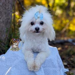 Korean Taiyang - Cream male Maltipoo puppy in Barren Springs, Virginia from Seeking Shalom Acres Maltese, Maltipoos & Havamalts