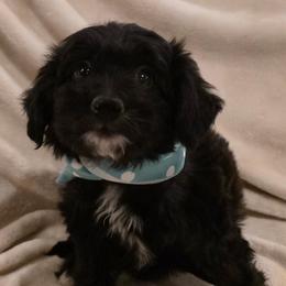 Dolly - Black female Bordoodle puppy in Churchill County Fallon, Nevada from Card Family Ranch