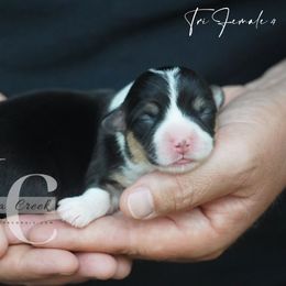 Tri F 4 Fluff - Black and tan female American Corgi puppy in Straughn, Alabama from Magnolia Creek Corgis