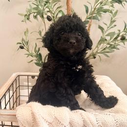 Violet - Black female Labradoodle puppy in Bruceton Mills, West Virginia from Adonai Ra'ah Farms