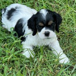 Girl 4 - Black white and tan female Cocker Spaniel puppy in Beech Island, South Carolina from Mike's Best Friends
