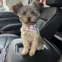 Miniature Schnauzer and Poodle Puppies from LR&R Dog Co.