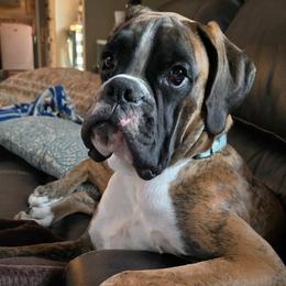 Boxer All Grown Up from Rorschach Boxers