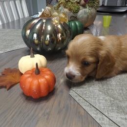Dachshund Puppies from Molly Dolly's Miniature Dachshunds