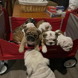 Bulldog Puppies from Semper Fi Bulldogs
