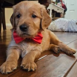 Golden Retriever Puppies from Bennett Goldens