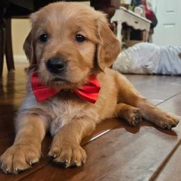 Golden Retriever Puppies from Bennett Goldens