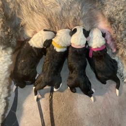 Girl 2 - female Old English Sheepdog puppy in Tulsa, Oklahoma from Yadah Sheepdogs