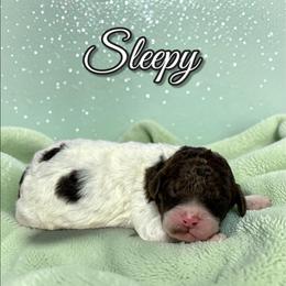 Sleepy - Parti male Poodle puppy in Pink Hill, North Carolina from Boodle's Standard Poodles