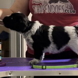 Stuffing - Schapendoes puppy in North Carolina from Wild Clover Schapendoes