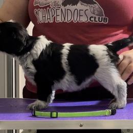 Stuffing - Schapendoes puppy in North Carolina from Wild Clover Schapendoes