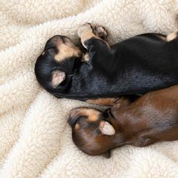 Maltipoo puppies from LMC Pups