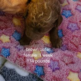 Brown collar Maizy - Apricot female Goldendoodle puppy in Fairmount, Indiana from Capens' Doodles,Poodles and Poo's