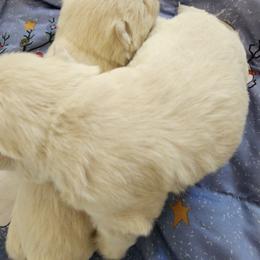 Boy 3 - White male West Highland White Terrier puppy in Hoschton, Georgia from AKC  Westie World