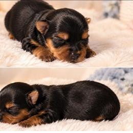 Sadie - Black and tan female Yorkshire Terrier puppy in Broxton, Georgia from More Than Family