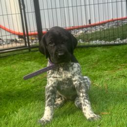 Purple collar female - Black female German Shorthaired Pointer puppy in Rincon, Georgia from South Creek Kennels / SCK Gun Dogs