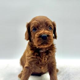 Cupcake - Red female Cavapoo puppy in La Vernia, Texas from Texas Teddy Bears