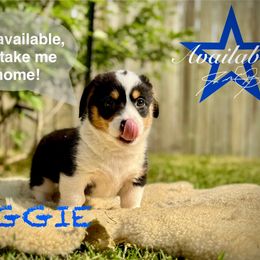 Pembroke Welsh Corgi Puppies from Roo and The Velvet Paws