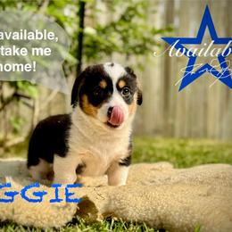 Pembroke Welsh Corgi Puppies from Roo and The Velvet Paws