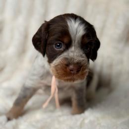 Blush girl - Tri-Roan female English Springer Spaniel puppy in Fairfield, California from Goldridge Springers