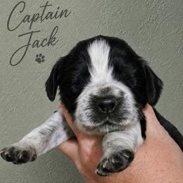 Captain - Black and white male English Springer Spaniel puppy in Fort White, Florida from Thunderbird Springers