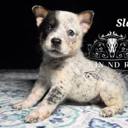 Slate - Blue male Australian Cattle Dog puppy in Silsbee, Texas from Rockin ND Ranch