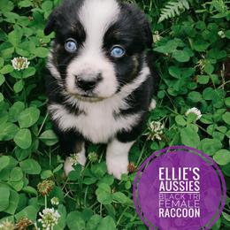 Raccoon - Black tri female Miniature Australian Shepherd puppy in Kettle Falls, Washington from Ellie's Miniature Australian Shepherds