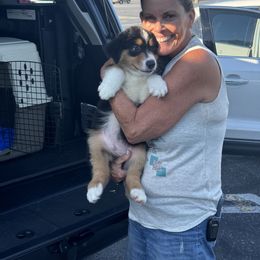 Australian Shepherd All Grown Up from Mad Ranch