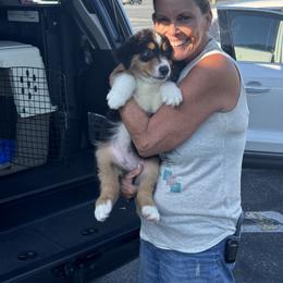 Australian Shepherd All Grown Up from Mad Ranch