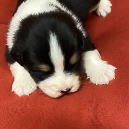 Australian Shepherd Puppies from Mullis Australian Shepherd