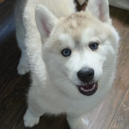 1 Purple - Gray and white female Siberian Husky puppy in Dane, Wisconsin from Sunny Hurricane Siberians