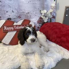 Saint Berdoodle Puppies from Single Barrel Doodles