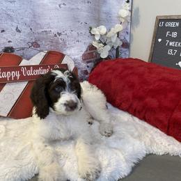 Saint Berdoodle Puppies from Single Barrel Doodles