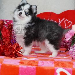Tonka -Toy- FREE DELIVERY - Black and white male Pomsky puppy in Frazeysburg, Ohio from Mountain High Kennels
