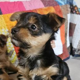 'Ben' Scrooge - Black and tan male Yorkshire Terrier puppy in Myerstown, Pennsylvania from Rosanna Brubacker
