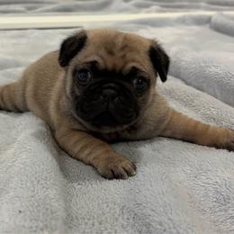 Chunk - Fawn female Pug puppy in Barry, Alabama from Tina’s Pugs