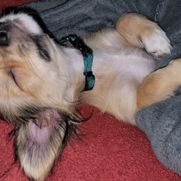 Chihuahuas from Amanda's Chihuahuas