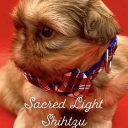 Shih Tzu Puppies from Sacred Light Shihtzu