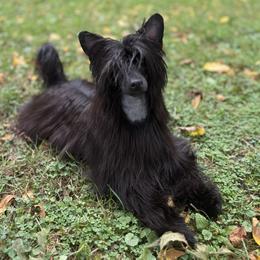Nori - Chinese Crested